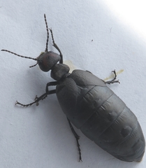 Trichomeloe sericellus