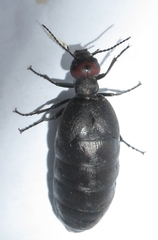 Trichomeloe sericellus