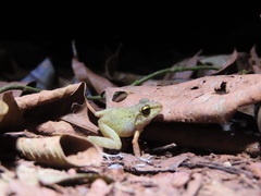 Pristimantis zeuctotylus
