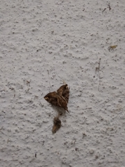 Noctuoidea