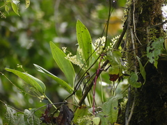 Stelis gelida