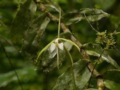 Epidendrum macroophorum
