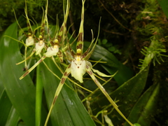 Brassia arcuigera