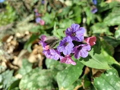 Pulmonaria hirta