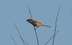 Lanius bucephalus