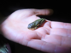 Pithecopus hypochondrialis