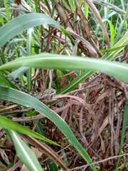 Urostrophus vautieri