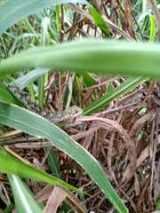 Urostrophus vautieri