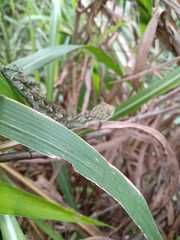 Urostrophus vautieri