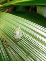 Aplastodiscus leucopygius