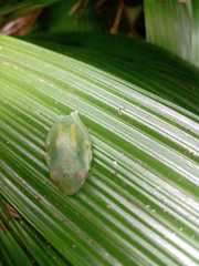 Aplastodiscus leucopygius