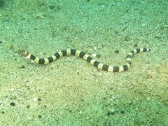 Ophichthus bonaparti