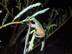 Pithecopus hypochondrialis