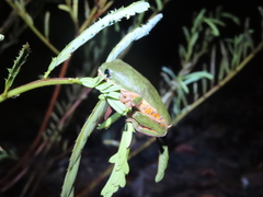 Pithecopus hypochondrialis