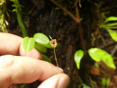 Stelis hirtzii