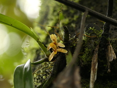 Maxillaria acutifolia