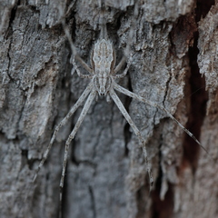 Tamopsis fickerti