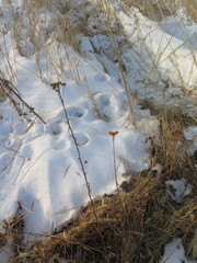 Achillea ptarmicoides