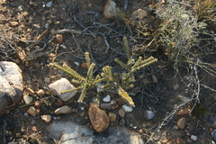Struthiola argentea