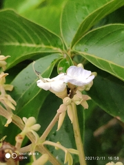 Vitex pinnata