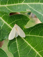 Pareuchaetes pseudoinsulata