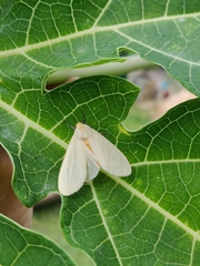 Pareuchaetes pseudoinsulata