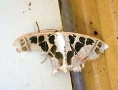 Scopula divisaria