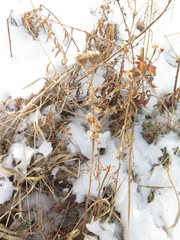 Cirsium vlassovianum