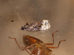 Apotomis betuletana