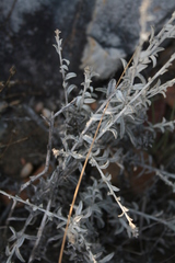 Helichrysum zeyheri