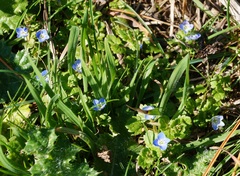 Veronica persica