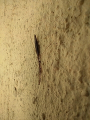 Ischnonyctes barbarus