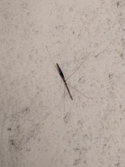 Ischnonyctes barbarus