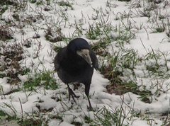 Corvus frugilegus