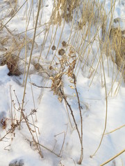 Cirsium vlassovianum