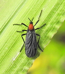 Plecia ruficollis