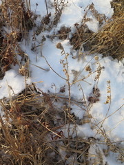 Cirsium vlassovianum