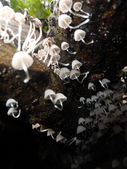 Marasmiellus volvatus