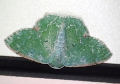 Eucyclodes albisparsa