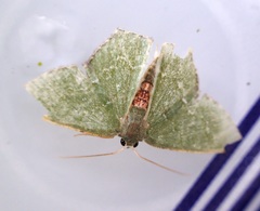 Hemithea tritonaria