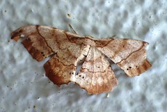 Hyposidra infixaria