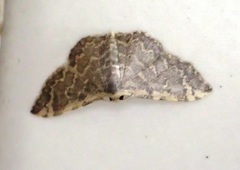 Idaea costiguttata