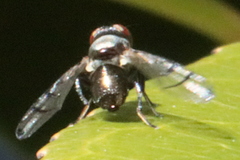 Pogonortalis