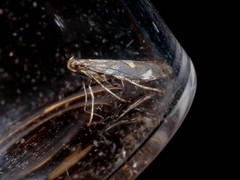 Calybites phasianipennella