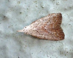 Meganola brunellus