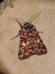 Anarta myrtilli
