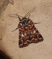 Anarta myrtilli