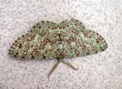 Ophthalmitis herbidaria