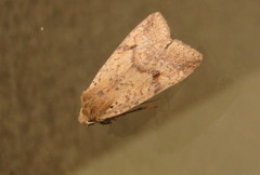 Agrochola blidaensis