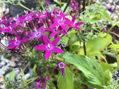 Pentas